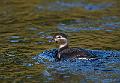 Havelle - Long-tailed Duck (Clangula hyemalis) juv